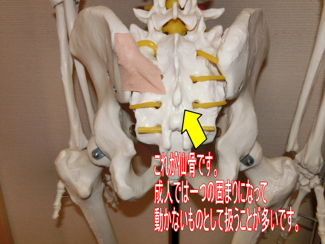 仙骨の痛み　仙骨の整体　骨盤矯正　仙腸関節　仙骨調整