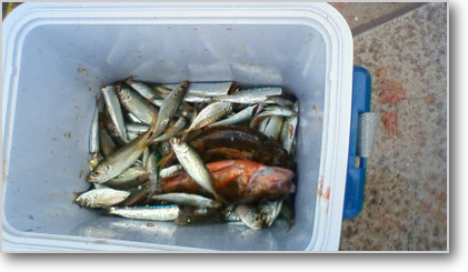 和歌山市　海南市　釣り アジ釣り　たくさん釣れる　さびき釣り　大漁