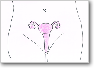 卵巣　子宮　骨盤　生理痛　排卵痛